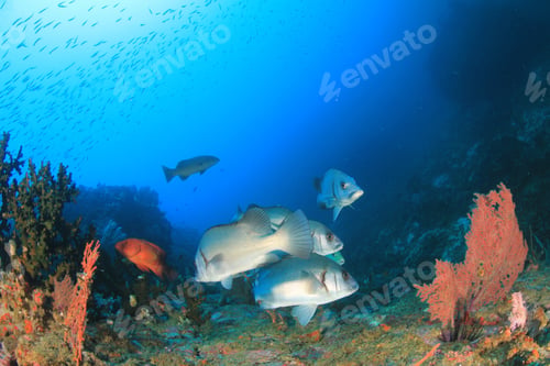 Preview: Coral Reef Fish Underwater In Ocean