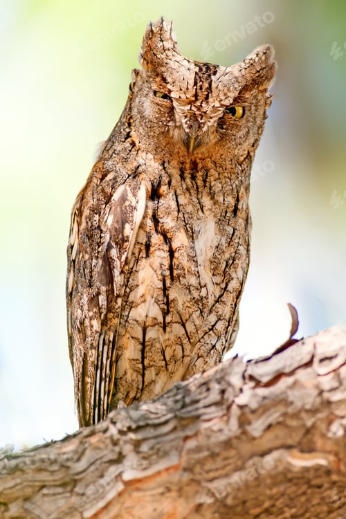 Preview: Amazing Owl. Eurasian Scops Owl.