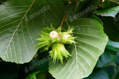 Preview: Hazelnut With Green Leaves On A Hazel Grove Branch.