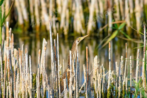 Preview: Heron And Habitat. Lake Reeds Background. Camouflage Animal. Bird: Common Squacco Heron. Ardeola