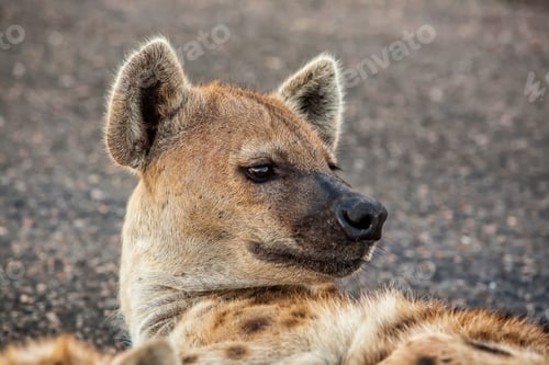 Preview: Spotted Hyena In Kruger National Park, South Africa
