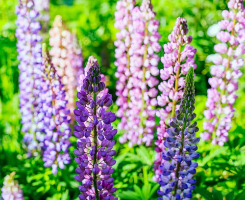 Preview: Beautiful Colorful Blooming Lupine Flower On Green Background.