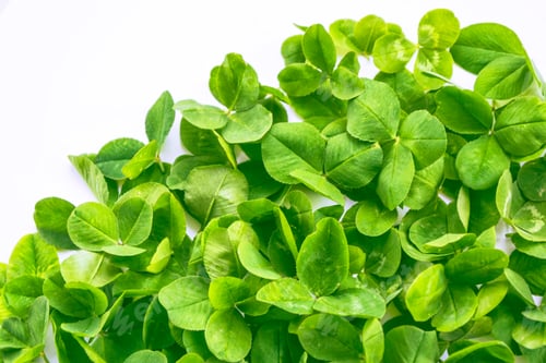 Preview: Green Clover Leaves Isolated On White Background. St.Patrick 'S Day
