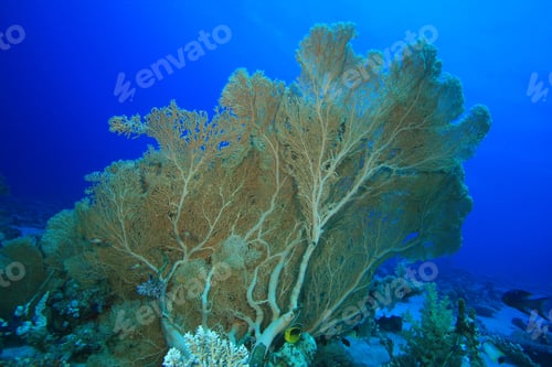 Preview: Gorgonian Fan Corals (Annella Mollis)
