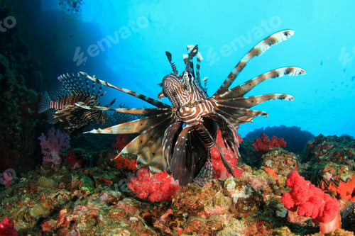 Preview: Lionfish