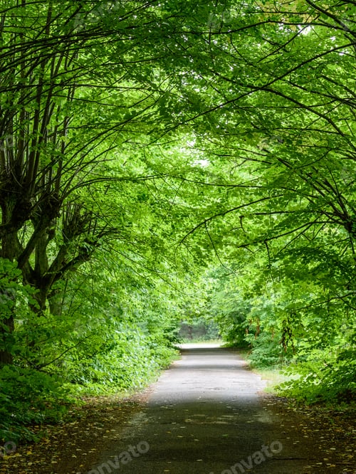 Preview: Forest Trees. Nature Green Wood Sunlight Backgrounds. - Vertical, Mobile Device Ready Image