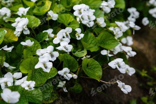 Preview: White Viola Canadensis. White Flowers In Spring Garden. Nature Background.