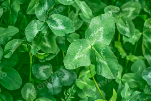 Preview: Green Clover Leaves On A Background Summer Landscape