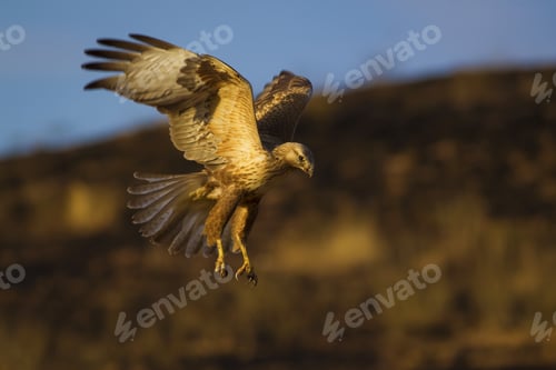 Preview: Bird Of Prey. Flying Buzzard. Yellow Nature Habitat Background. Bird: Long Legged Buzzard. Buteo