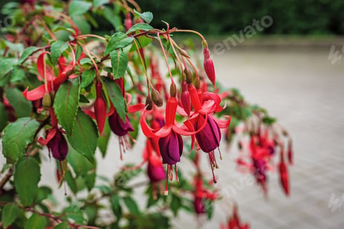 Preview: Beautiful Bush Fuchsia In The Garden, Fuchsia Flowers Blooming With Pink And Purple Petals In
