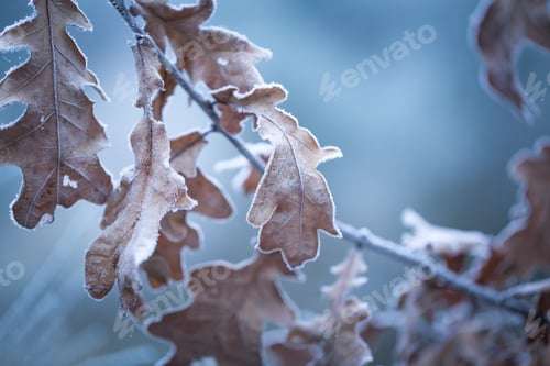 Preview: Beautiful Frozen Tree Branch With Dead Leaves And Ice Crystals. Close Up Of Withered Tree Twig In