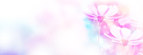 Preview: Colorful Cosmos Flowers On A Background Of Summer Landscape.