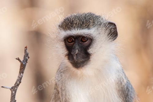 Preview: Vervet Monkey (Chlorocebus Pygerythrus) In Kruger National Park, South Africa
