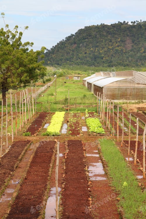 Preview: Agriculture In Cuba - Greenhouses And Farm Fields Of Baracoa.