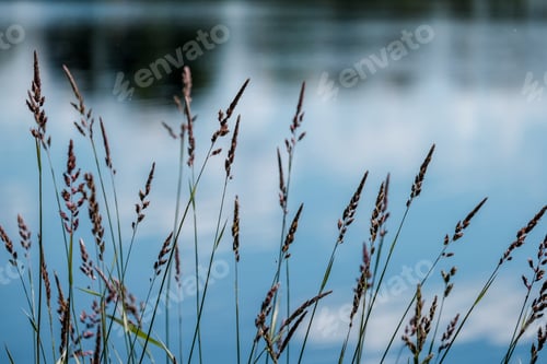 Preview: Calm Summer Day View By The Lake With Clean Water And Water Grass, Bents, And Green Foliage Near