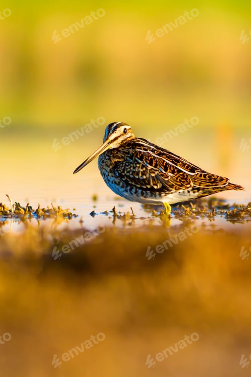 Preview: Camouflage Bird. Colorful Nature Background. Bird: Common Snipe. Gallinago Gallinago.