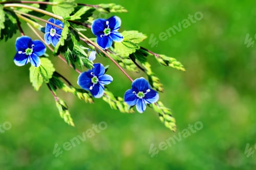 Preview: Floral Background