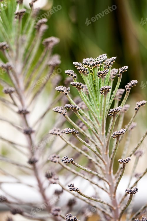 Preview: Bryophyllum Tubiflorum Plant In Botanical Garden In Balchik, Bulgaria