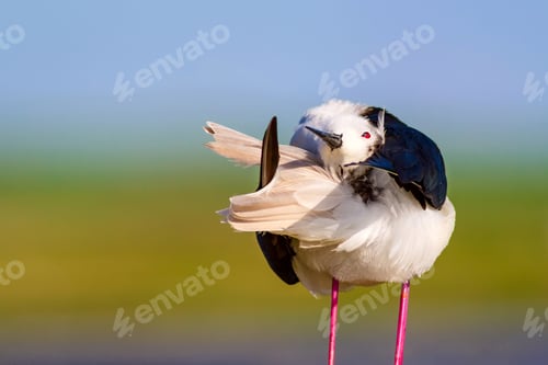 Preview: Common Water Bird. Black Winged Stilt. Himantopus Himantopus. Green Blue Nature Background.