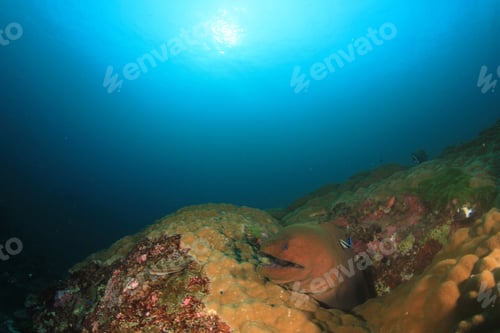 Preview: Giant Moral Eel Coral Reef
