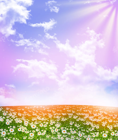 Preview: Wildflowers Daisies. Summer Landscape. White Chamomile Flowers