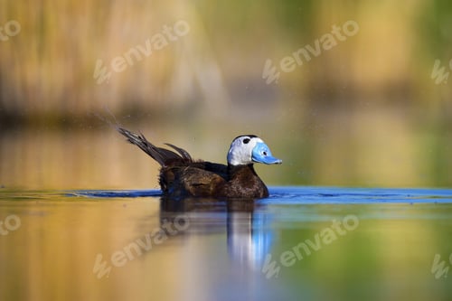 Preview: Duck Swimming In Lake. Cute White Headed Duck. Nature Colors Background. White Headed Duck Oxyura