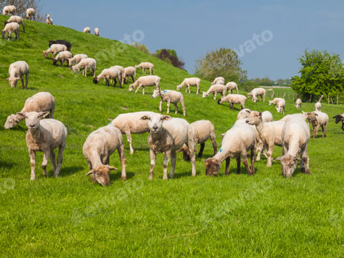 Preview: Sheeps On A Dike Of The Elbe River In Hetlingen, Haseldorfer Marsch, Schleswig Holstein, Germany