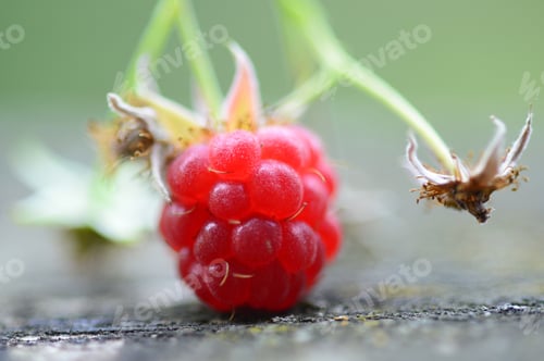 Preview: Red Raspberry