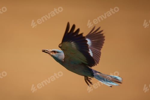 Preview: European Roller With An Insect