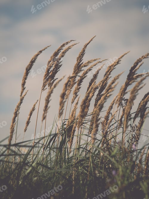 Preview: Beautiful Defocus Blur Background With Tender Flowers. Floral Art Design In Retro Style. Vintage