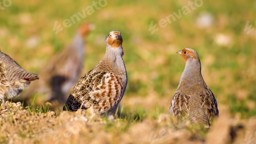 Preview: Partridges. Colorful Nature Background. Bird: Grey Partridge. Perdix Perdix.
