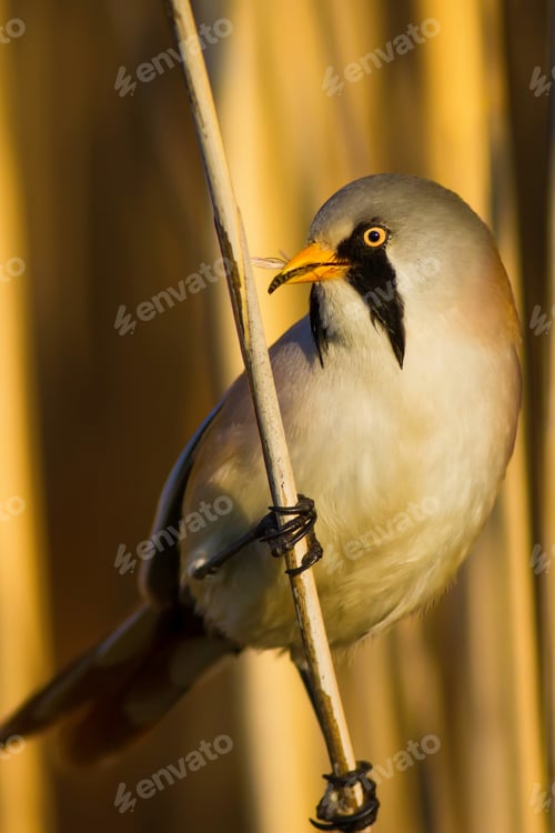 Preview: Funny, Bearded Bird. Nature Background.