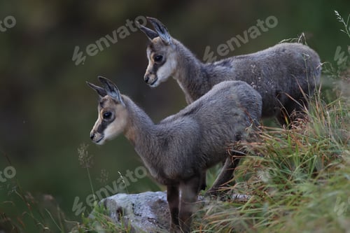 Preview: Chamois (Rupicapra Rupicapra) Vosges Mountains, France