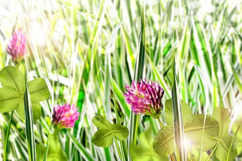 Preview: Blooming Clover
