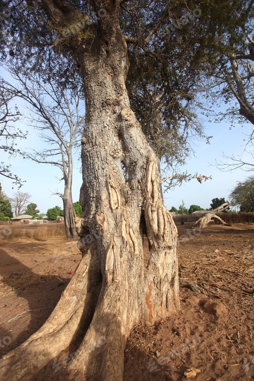 Preview: Huge African Tree On A Sunny Day