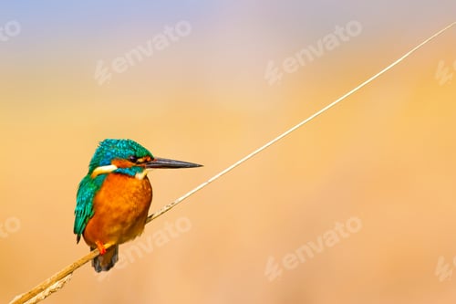 Preview: Cute Bird Kingfisher. Yellow Nature Background. Common Kingfisher Alcedo Atthis