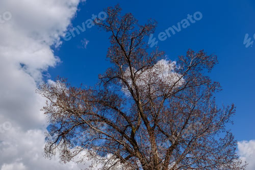 Preview: Beautiful Trees Against Blue Cloudy Sky, Armenia