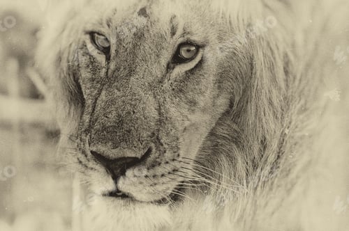 Preview: Vintage Style Image Of An African Lion In The Maasai Mara National Park, Kenya