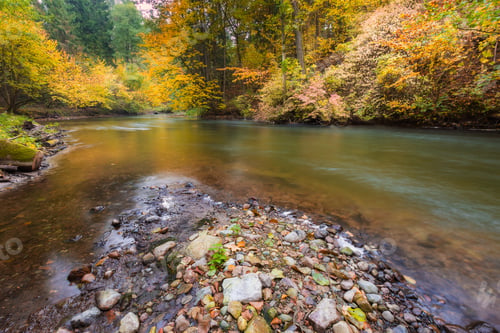 Preview: Wild River In Forest. Autumnal Landscape.