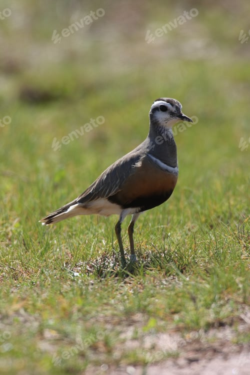 Preview: Eurasian Dotterel (Charadrius Morinellus) Helgoland, Germany