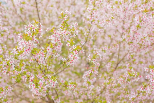 Preview: Cherry Flowers Background. Floral Background In Pastel Colours. The Blurred Image Of Nature.