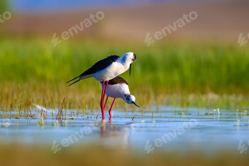 Preview: Mating Birds. Green Nature Background. Birds: Black Winged Stilt