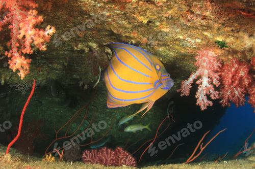 Preview: Coral Reef Fish Underwater In Ocean