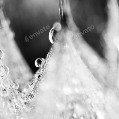 Preview: Black And White Dandelion Seeds With Water Drops On Natural Background