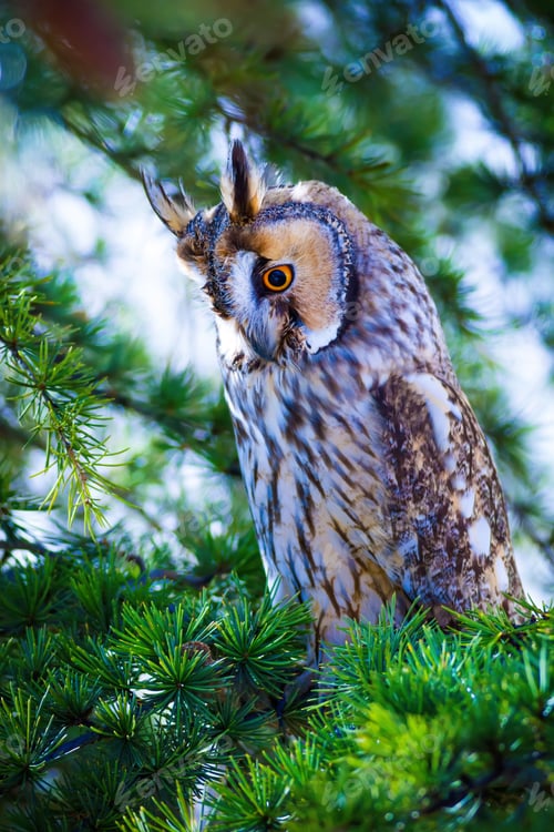Preview: Forest And Owl. Green Pine Tree Background.