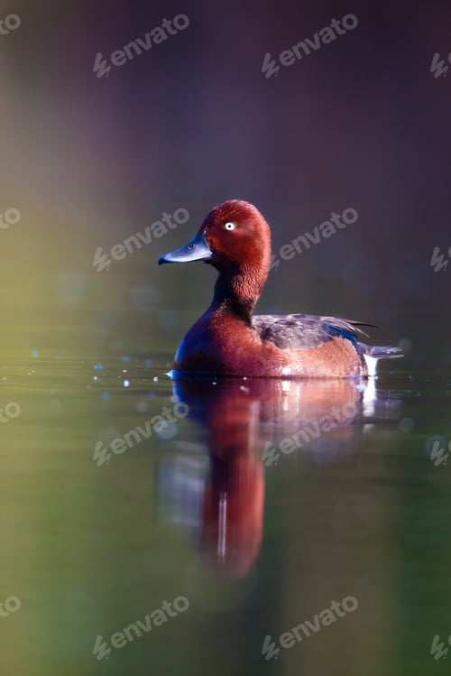 Preview: Swimming Duck. Lake Background. Ferruginous Duck / Aythya Nyroca