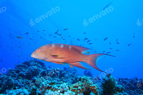 Preview: Lyretail Grouper
