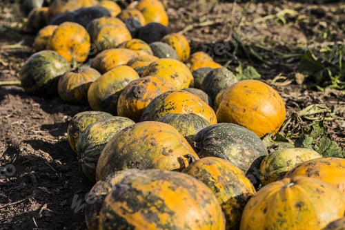 Preview: Pumpkins Field. Pumpkin Harvesting On The Farm In Ukraine.