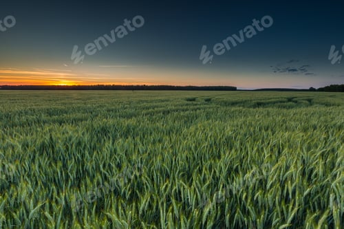 Preview: Beautiful Landscape Of Green Rye Field At Sunset. Agricultural Countryside.