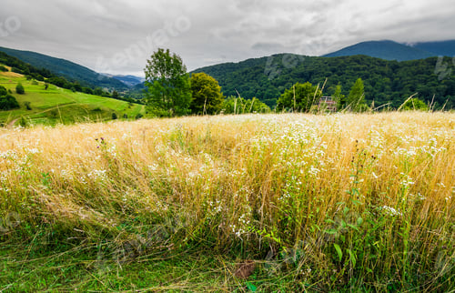 Preview: Rural Field On Hillside In Mountains. Lovely Rural Landscape